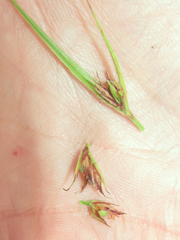 Scleria ciliata