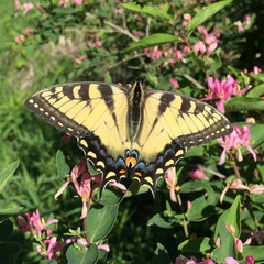 Papilio glaucus glaucus