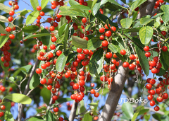 Citharexylum montevidense