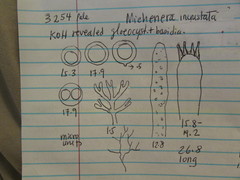 Scytinostroma incrustatum