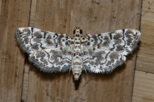 Metoeca foedalis