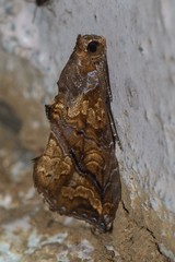 Plusiodonta coelonota
