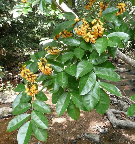 Pterocarpus santalinoides