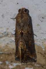 Plusiodonta coelonota