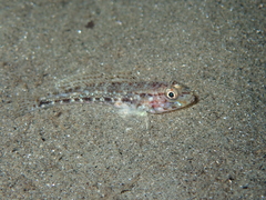 Gobius geniporus