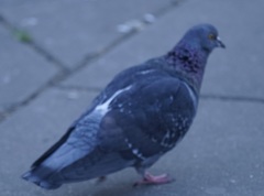 Columba livia domestica