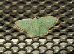 Comostola meritaria