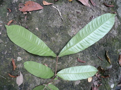 Gilbertiodendron limba