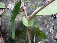 Gilbertiodendron limba