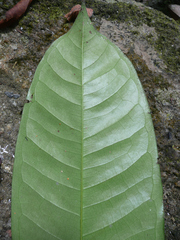 Gilbertiodendron limba