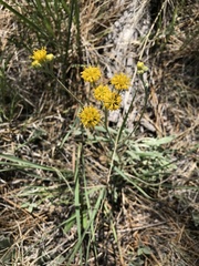 Hymenopappus flavescens