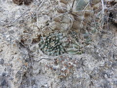 Mammillaria roseoalba