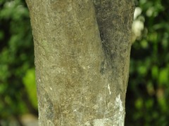Dalbergia latifolia