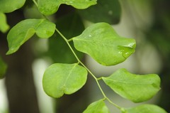 Dalbergia latifolia