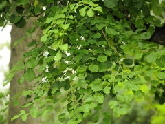 Dalbergia latifolia