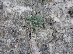 Mammillaria roseoalba