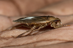 Diplonychini
