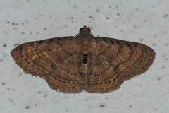 Homodes bracteigutta