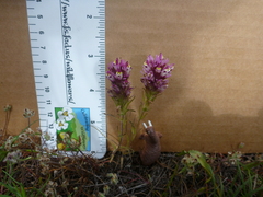 Castilleja densiflora densiflora
