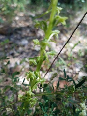 Platanthera michaelii