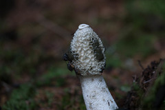 Phallus impudicus
