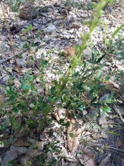 Platanthera michaelii