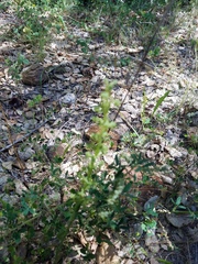 Platanthera michaelii