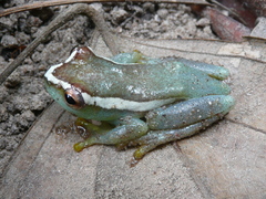 Hyperolius chlorosteus