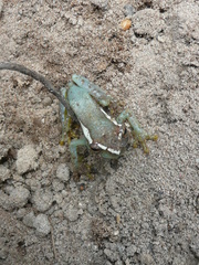 Hyperolius chlorosteus