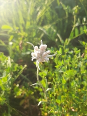 Leontopodium leontopodioides