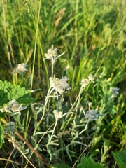Leontopodium leontopodioides