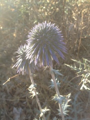 Echinops adenocaulos