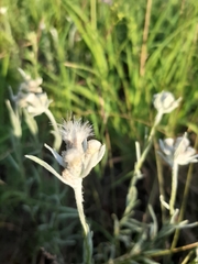 Leontopodium leontopodioides