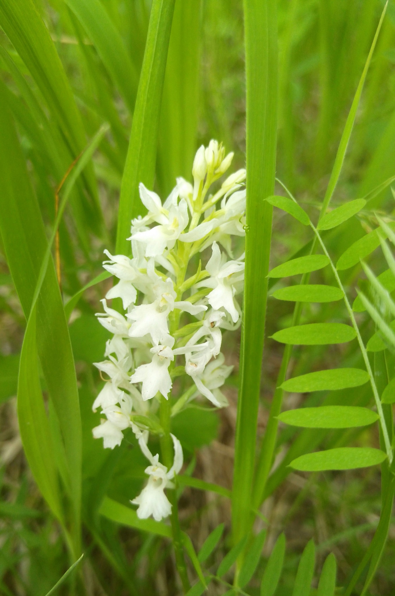 X Dactylanthera