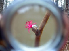 Corylus cornuta cornuta