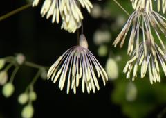 Thalictrum foliolosum