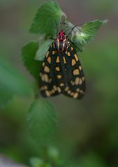 Callindra principalis