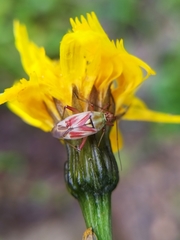 Calocoris roseomaculatus roseomaculatus