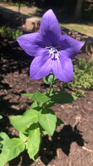 Platycodon grandiflorus