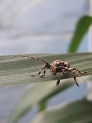 Aegomorphus jaspideus
