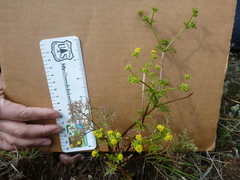 Lomatium utriculatum