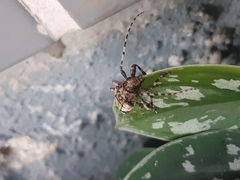 Aegomorphus jaspideus