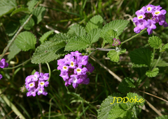 Lantana megapotamica