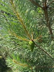 Pinus sylvestris