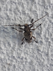 Aegomorphus jaspideus