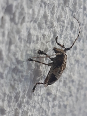 Aegomorphus jaspideus