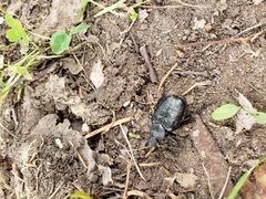 Osmoderma scabra