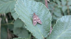 Dysauxes famula