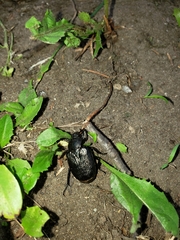 Osmoderma scabra