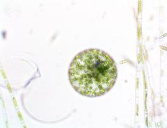 Eremosphaera viridis